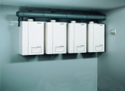 AF405797.jpg AF405797.jpg