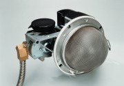 AF405954.jpg AF405954.jpg