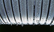 AF205617_1.jpg AF205617_1.jpg