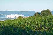 Viessmann_Allendorf_GKalden.jpg Viessmann_Allendorf_GKalden.jpg