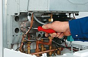 AF304678.jpg AF304678.jpg