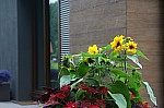 IMG_9723.jpg IMG_9723.jpg