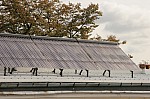 IMG_9498.jpg IMG_9498.jpg